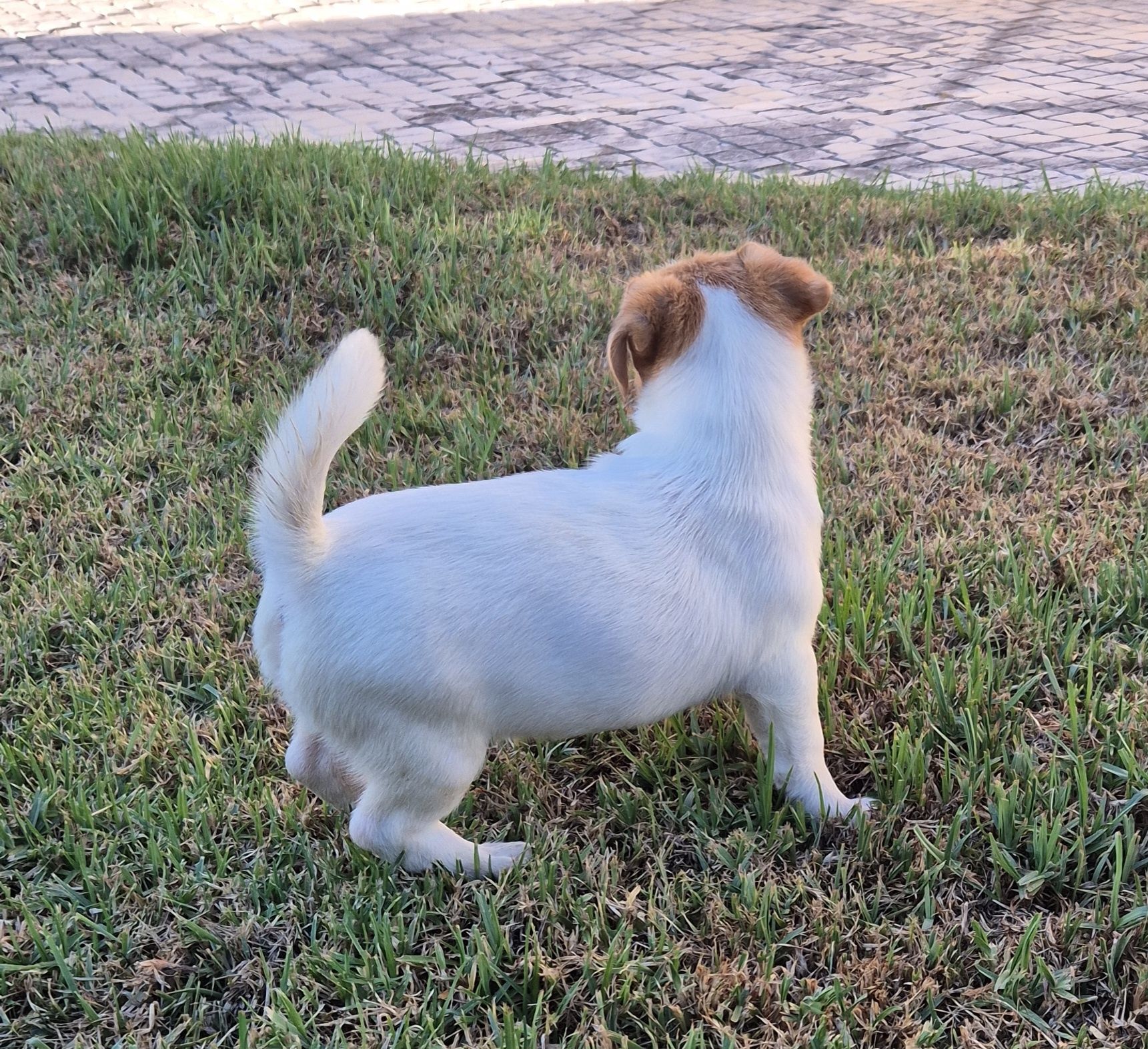 Jack Russell Terrier com Pedigree e Afixo