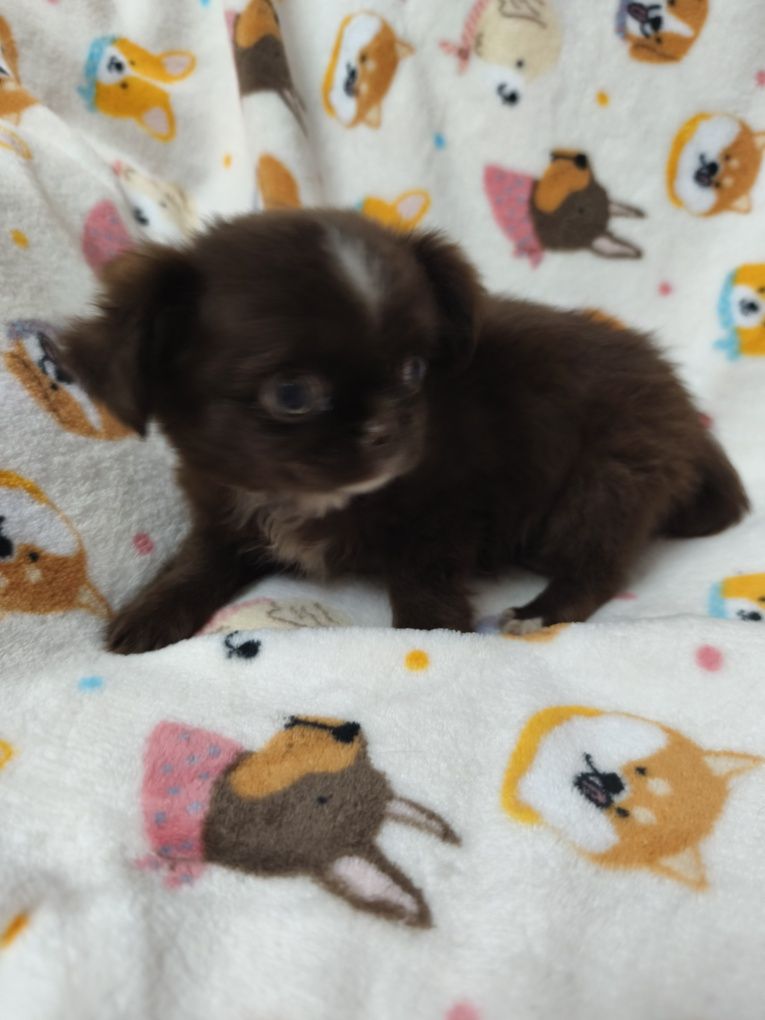 Chihuahua machinho  chocolate
