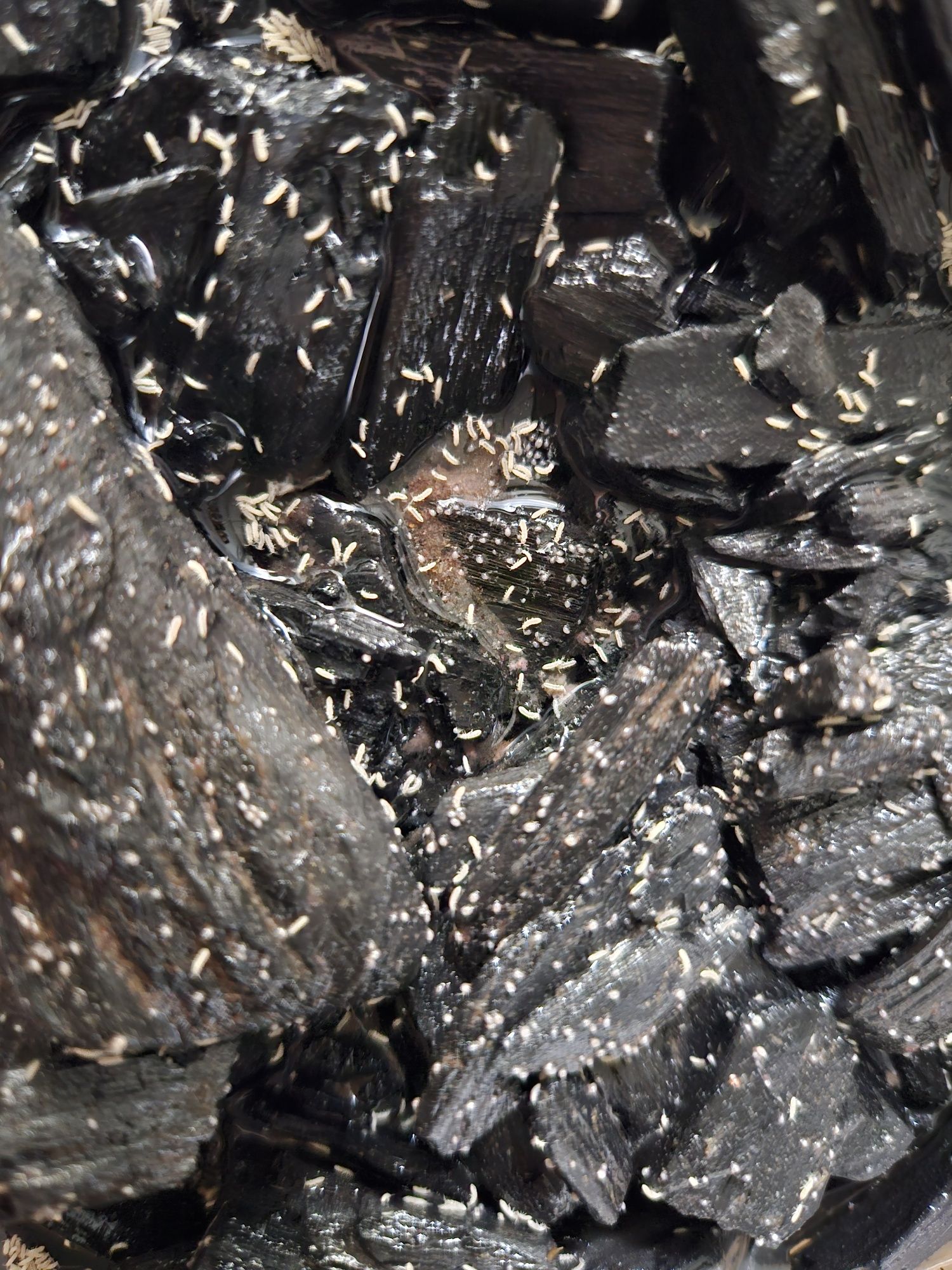 Skoczogonki (Collembola sp.)