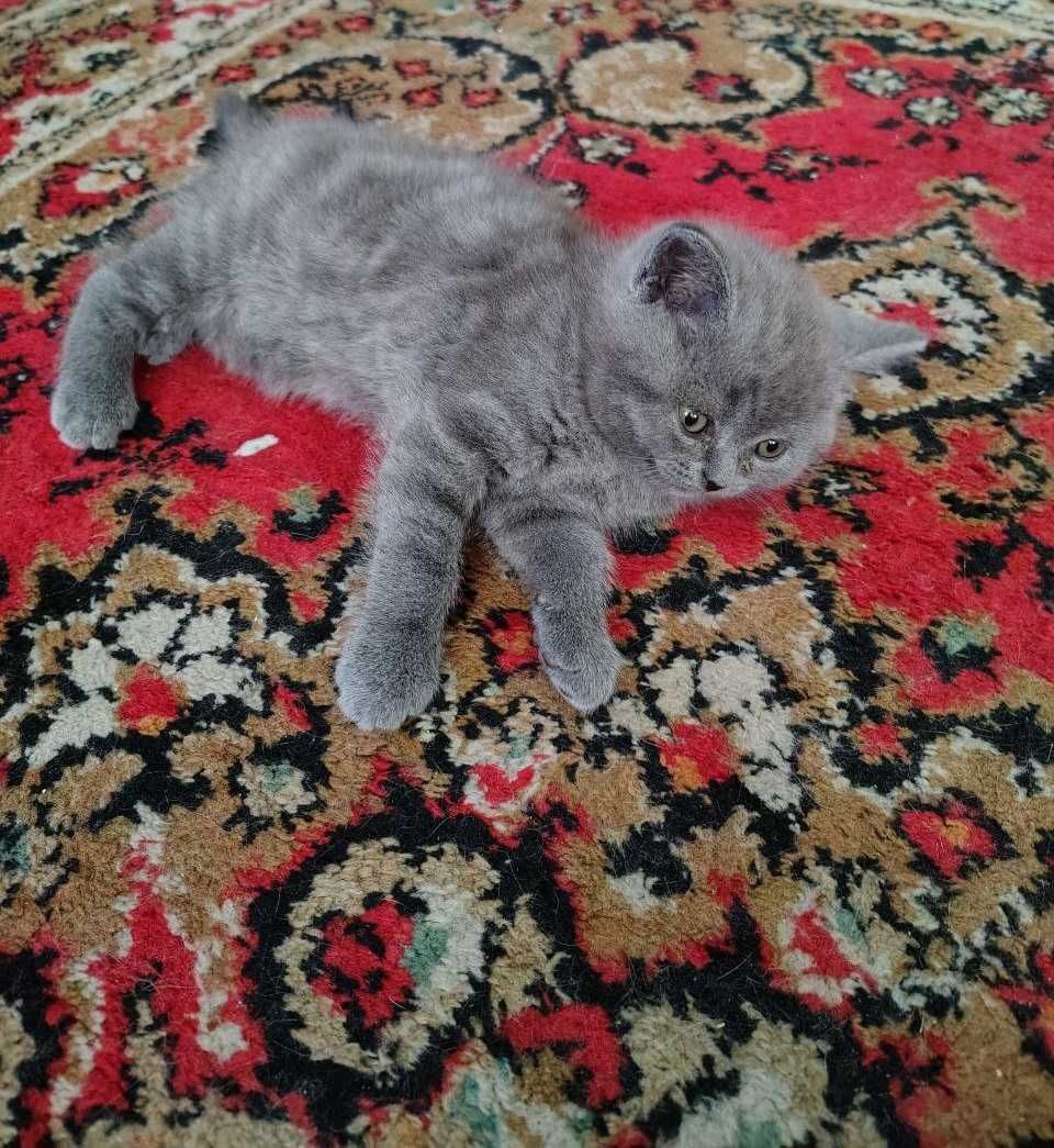 Котенок  британец
