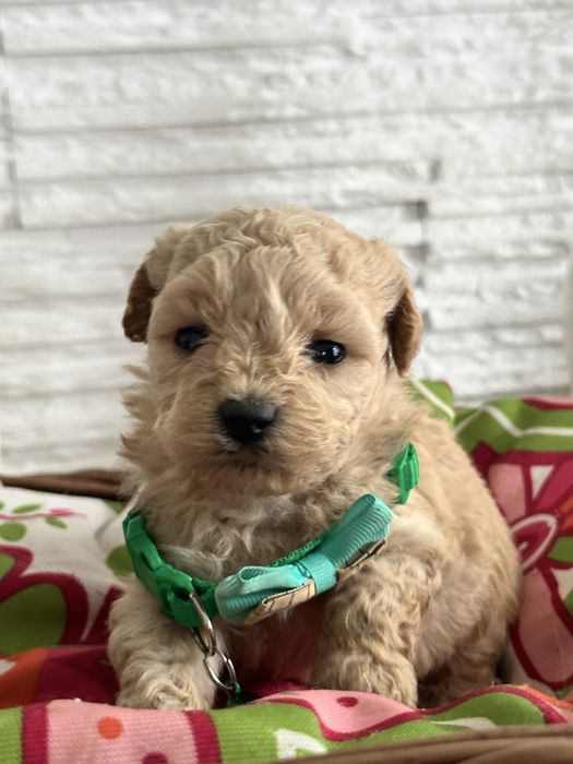 Bichpoo /Maltipoo /Poochon/Pudel sliczna suczka