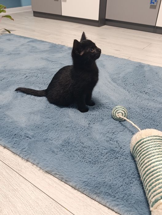 Węgielek szuka nowego domu