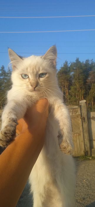 Отдам котенка бесплатно