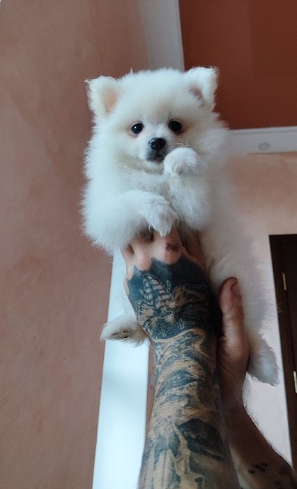 Есть разного окраса щенки