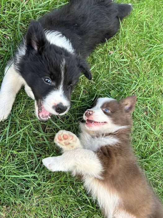Czekoladowy Border Collie - Piesek - Domowa Hodowla