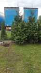 Sprzedam tuje 2m