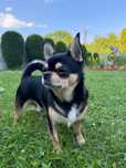 Reproduktor chihuahua