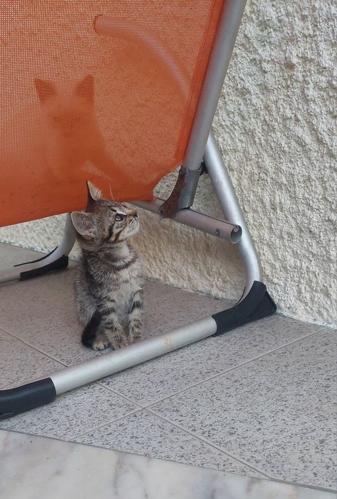 Gatinhos para adoção (Braga)