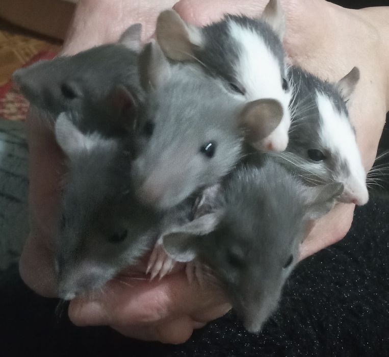 Щурики породи Хаскі.