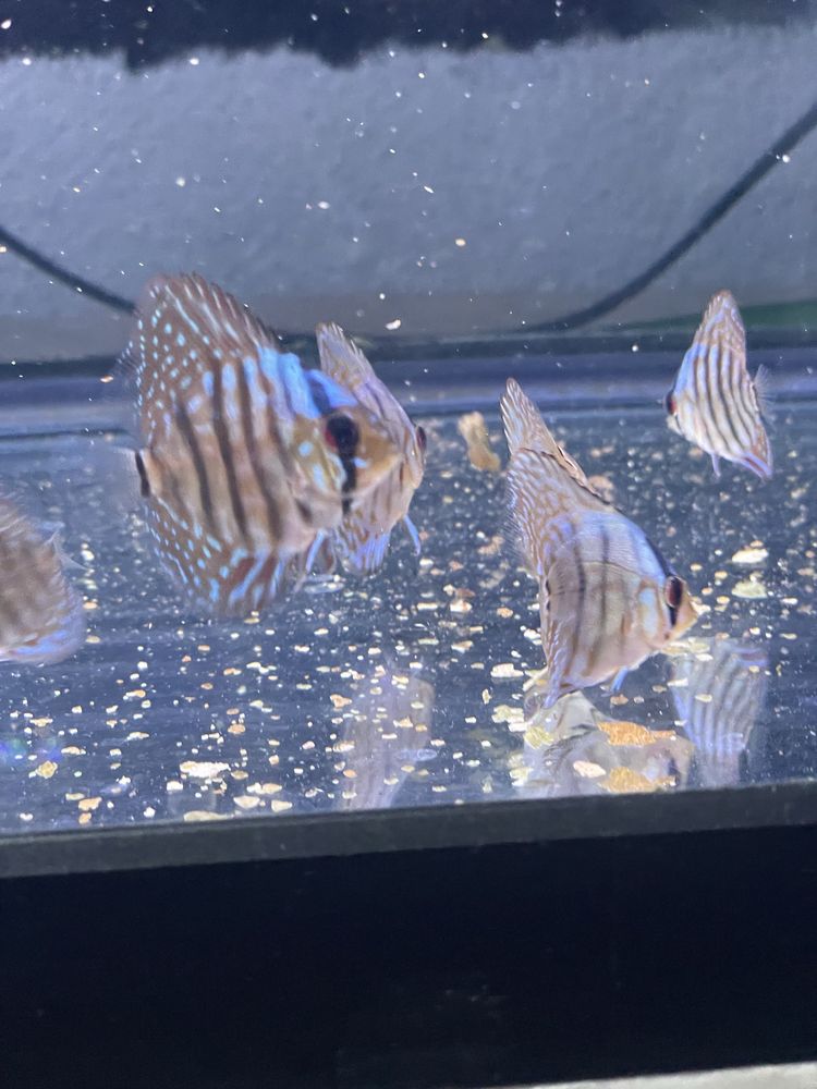 Discus azul cobalt ~4cm