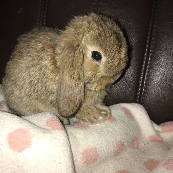 Міні кролик, NHD , кролик баранчик, кролик карликовий