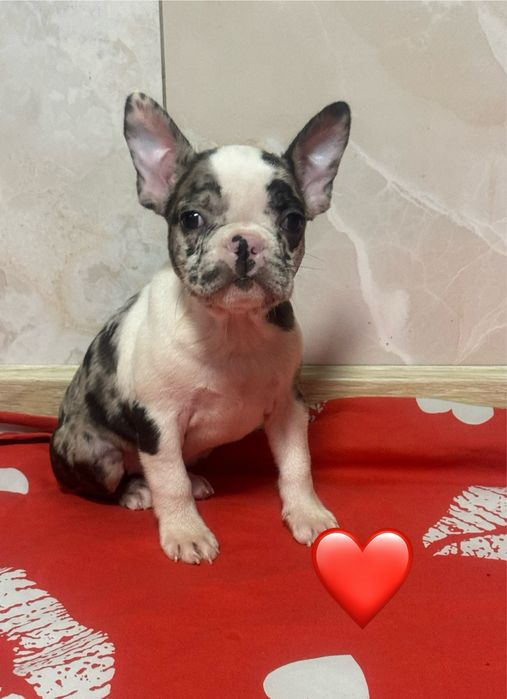 Гарнюня- манюня)