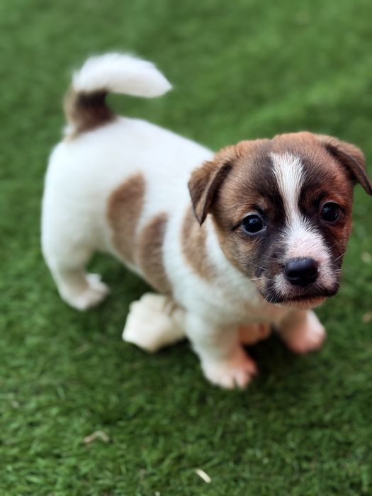 Jack russell Terrier