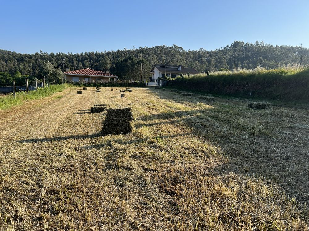 Fardos de Feno Azevém 2025