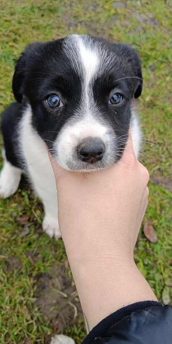 Śliczna sunia szuka dobrego domku.