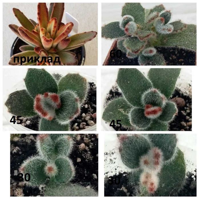 Алаказія, каланхое томентоза, драцена маргіната.