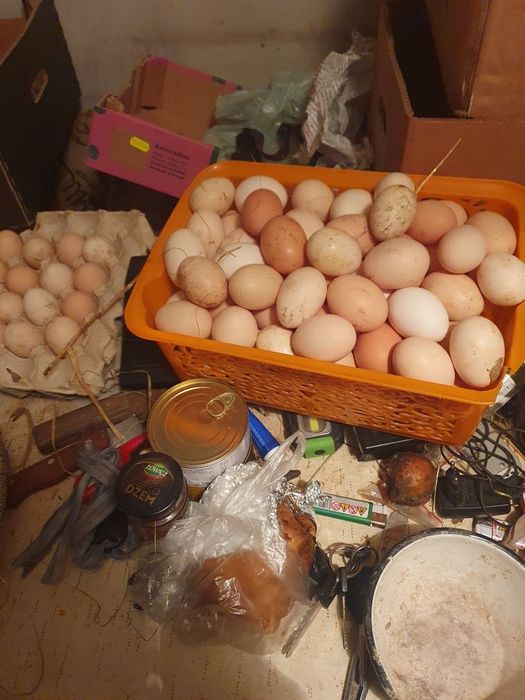 Sprzedam jajka wiejskie