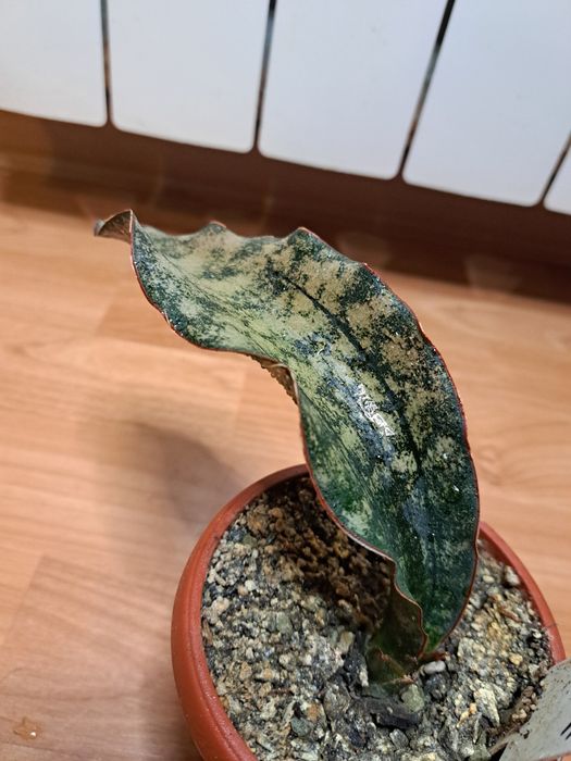 Сансевієрія "Кіркі Бромн Розетте"