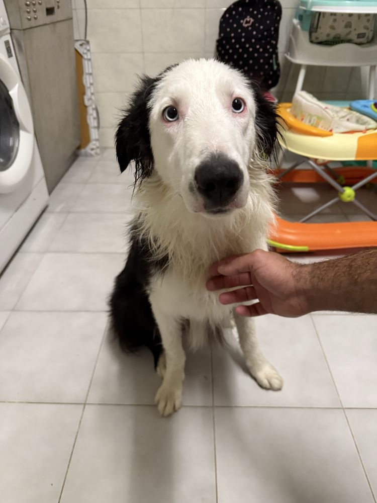 Damos border collie jovem