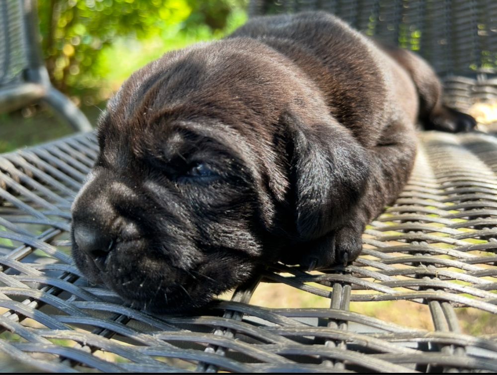 Szczenie cane corso do odbioru pochodzenie FCI