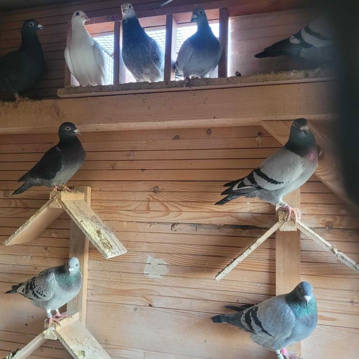 Gołębie pocztowe. 30 sztuk