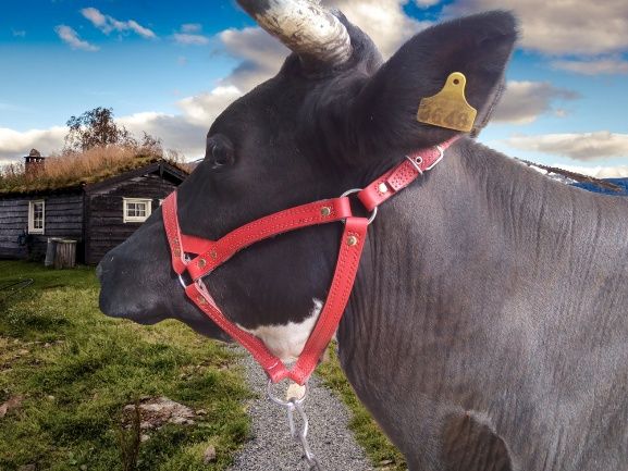 быку недоуздок кантар корове джерси голштын айширская абердин чёрный М