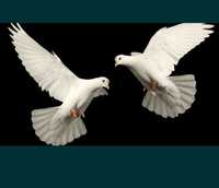Białe gołębie na ślub