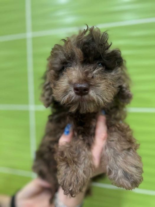 Малыш голубой пудель мерле - возраст 3 месяца