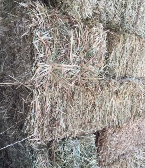 Fardos pequenos semeados