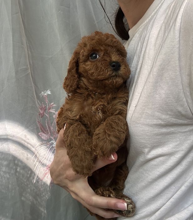 Красуня той пудель