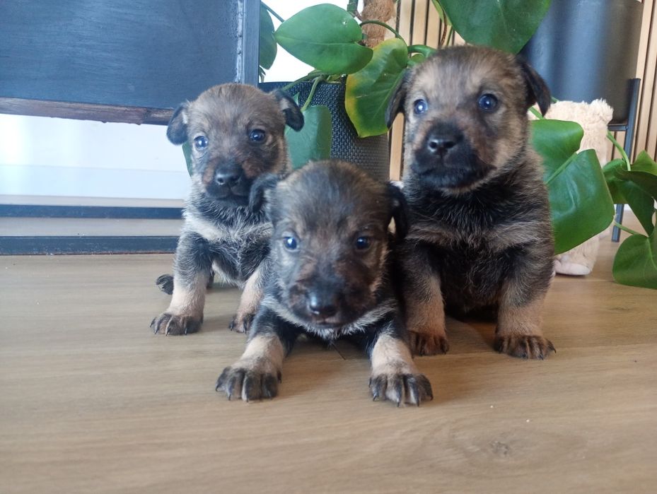 Oddam szczeniaki po Sznaucer miniatura