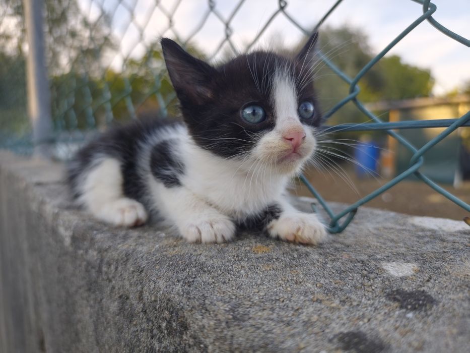 Gatos para adoção