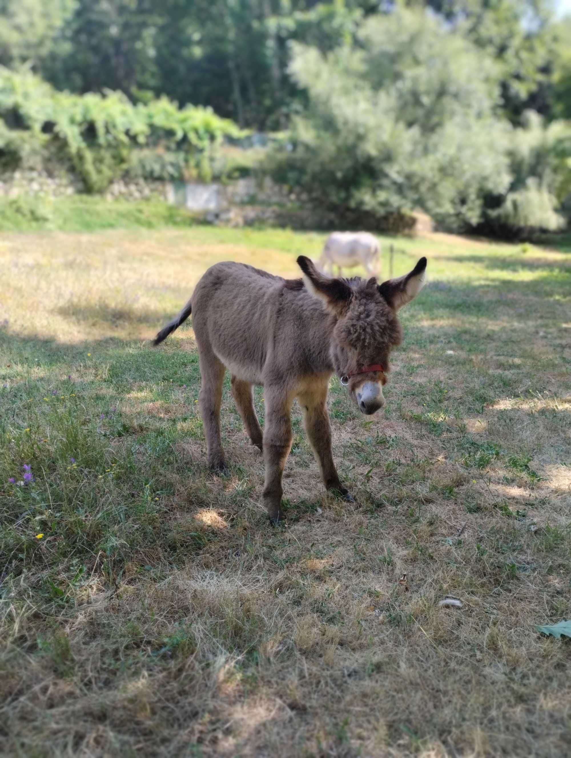 Burro mirandês 3 meses