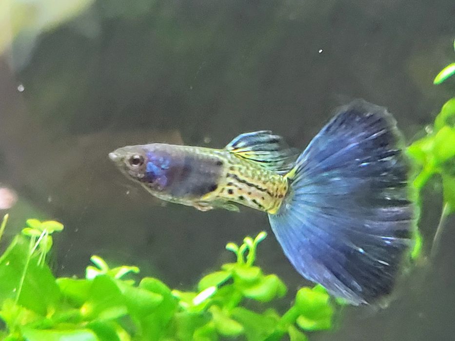 Gupiki moskiewskie blue metal