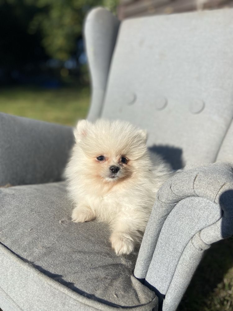 Szczeniak szpic miniaturowy pomeranian samiec