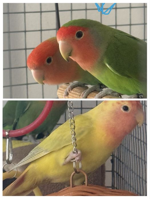 Vendo casal de Agapornis