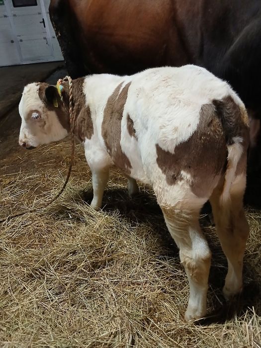 Byk, byczek ciele typowo miesny 3 miesiące  do chodu,  okazja