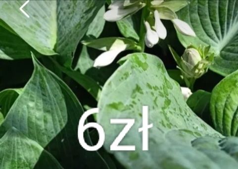 Nachyłek miodunka firletka sadzonki