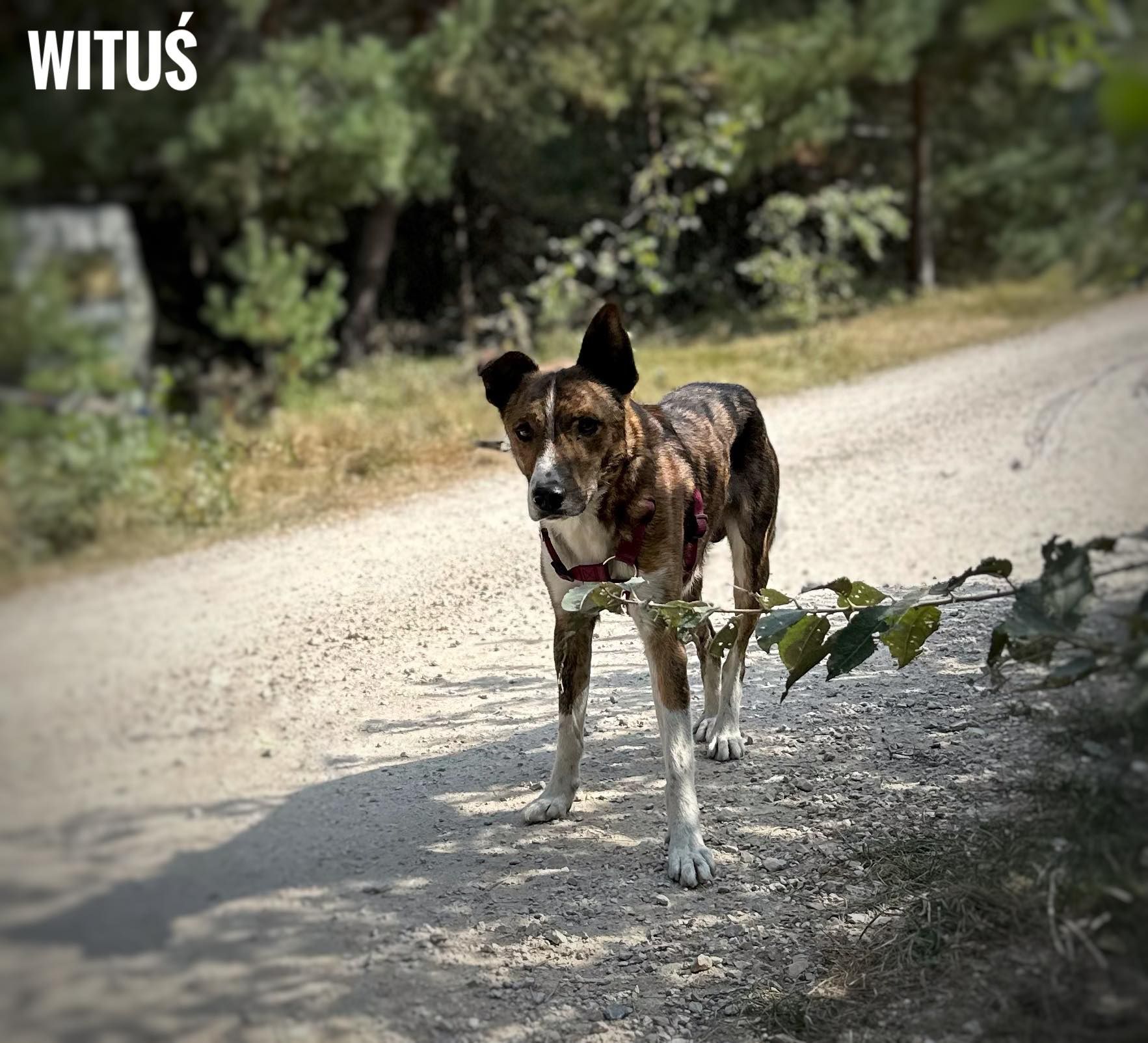 Wituś, 2 letni, 15 kg, lękliwy, za darmo oddam