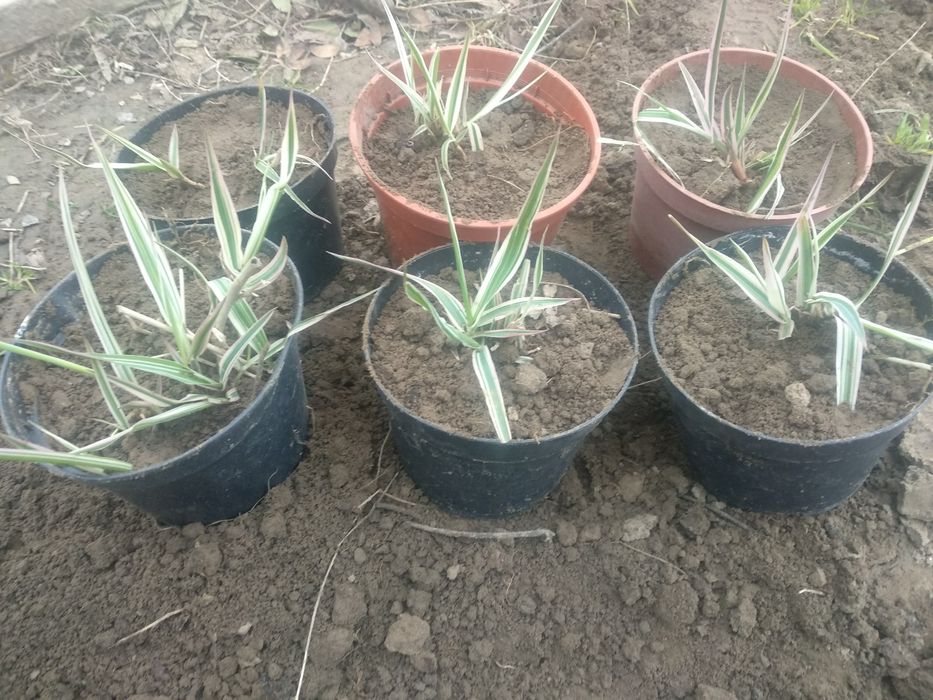 Trawa Mozga trzcinowata 6 sadzonek