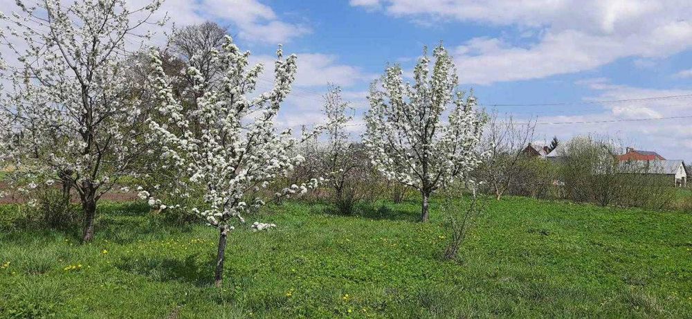 Продаж /Будинок/0 Цикл/Ременів/Львівська обл