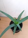 Aloes-kwiat doniczkowy