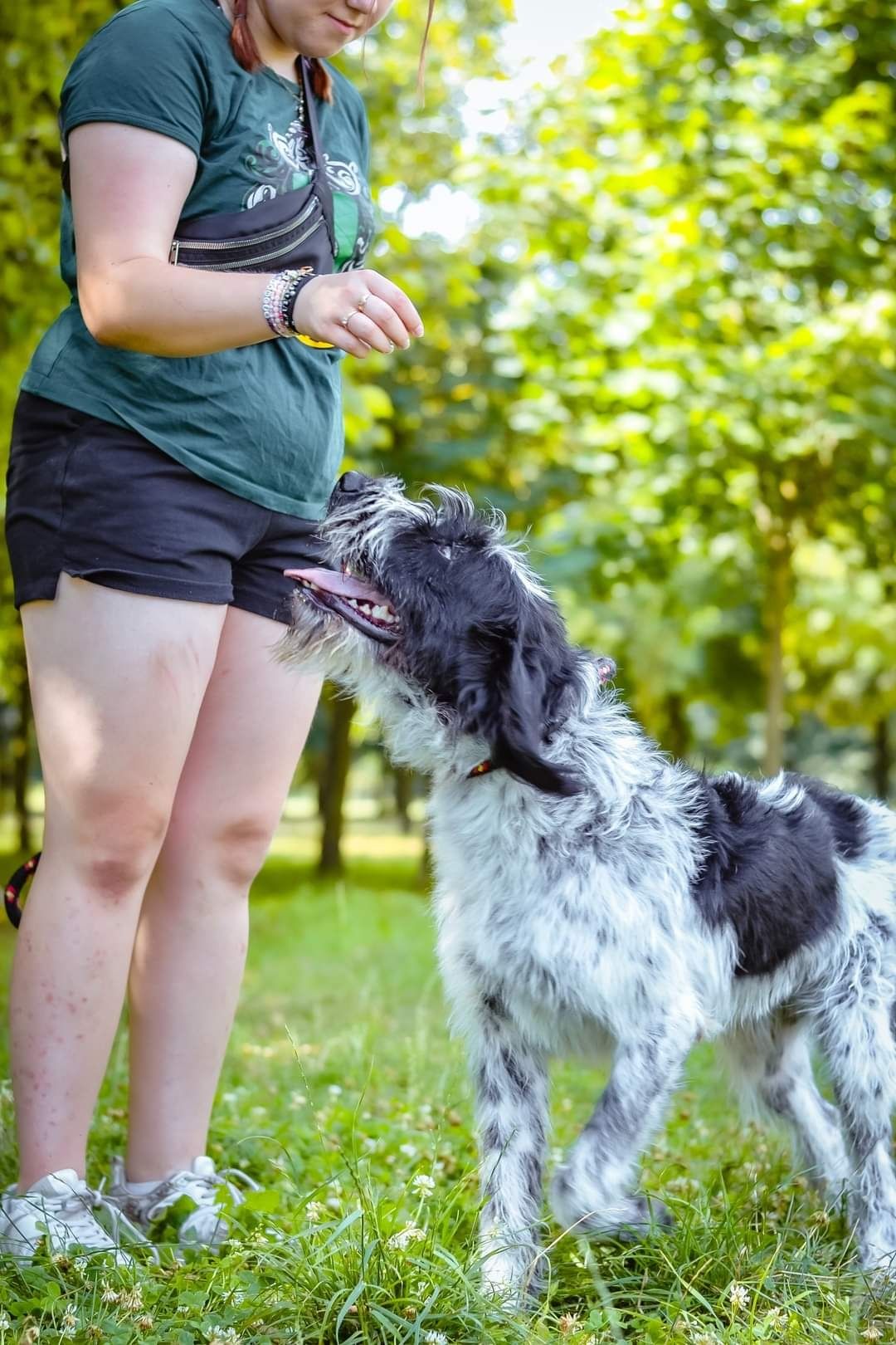 Roczny biało- czarny psiak szuka odpowiedzialnego Domu!