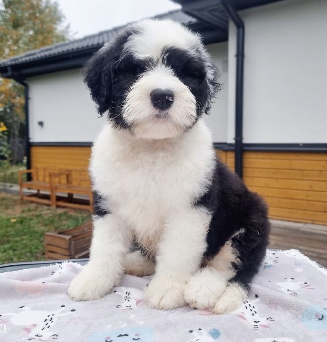 Owczarek staroangielski Bobtail Piesek 1 - aktualizacja danych