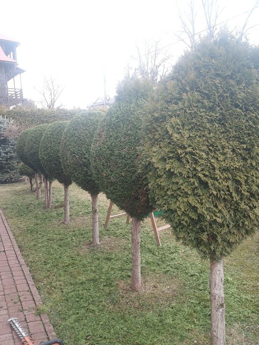 Wycinka drzew, formowanie krzewów i żywopłotów, koszenia