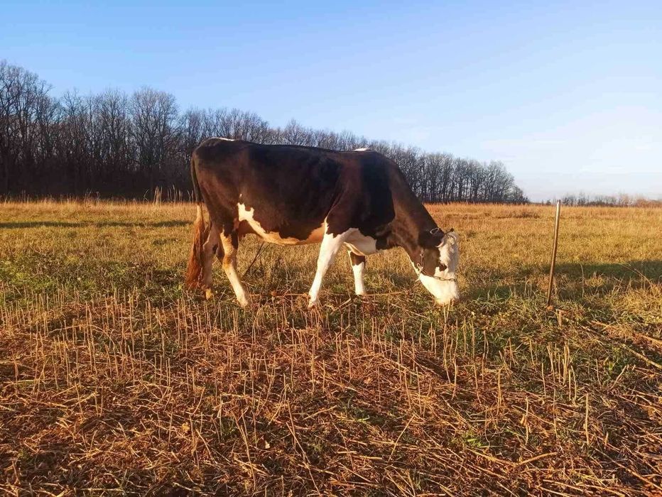 Корова білоголова