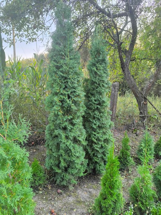 Продаю туї колоновидні 2-2,5м.