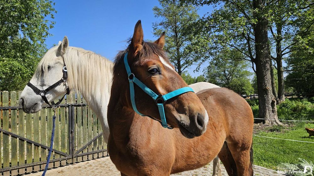 Lara z Karolkiem szukają nowego domu