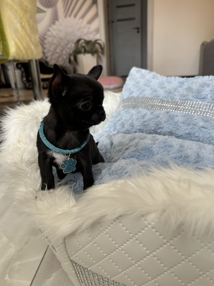 Chihuahua maleńka sunia. MEGA CUDO. JUŻ DO ODBIORU