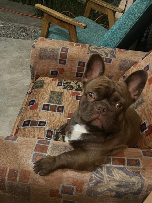 Вязка французький бульдог